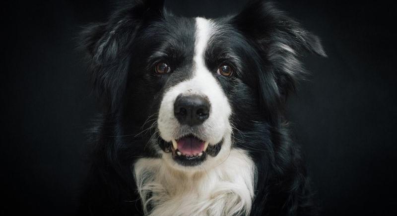 Összedobták a pénzt a légimentésre, hogy megmentsék Mollyt