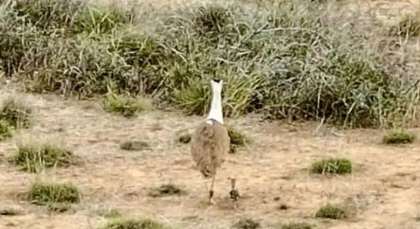 Elképesztő, hogyan vigyáznak a világ legvédettebb madarára