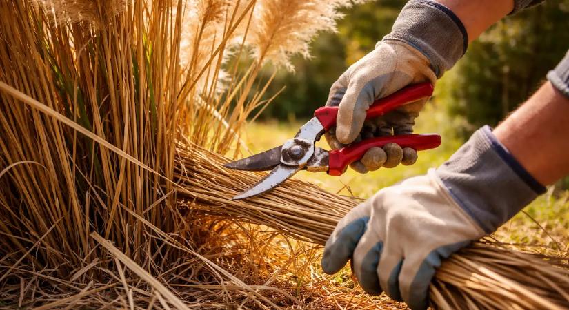 Áprilisban vétett kerti hiba: ezért kell óvatosnak lenni a pampafű metszésével