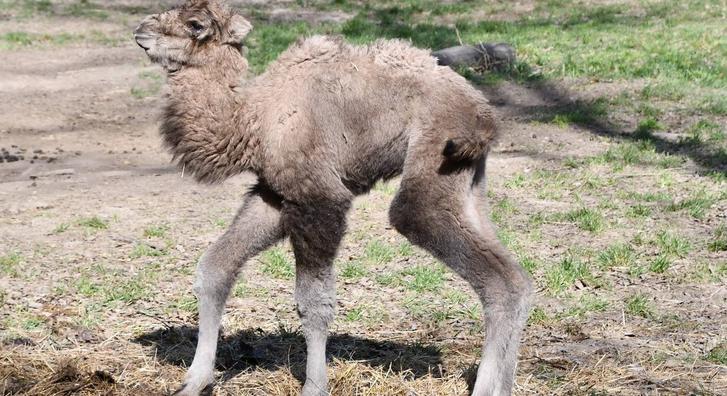 Felrobbantotta a cukiságbombát a Miskolci Állatkert legifjabb lakója