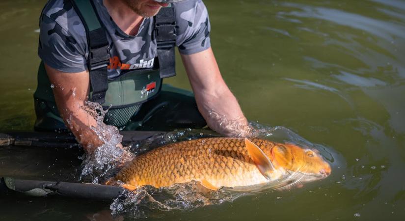 Kapitális méretű pontyot fogtak a Balatonban: elképesztő súlyt mértek