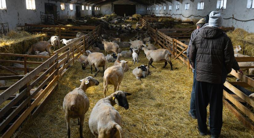 Akár 75 millió forint öntözésre: Startolnak az áprilisi pályázatok!