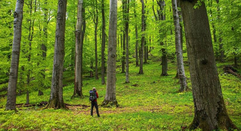 A Bükk közepén büntetnek rojtosra, ha ezt nem tudod: brutális a bírság, lehetetlen kimagyarázni