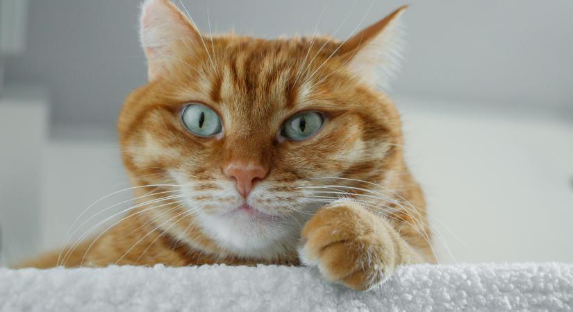 Különc zsenik vagy csak mítosz? Ezért imádjuk a vörös macskákat (videó)