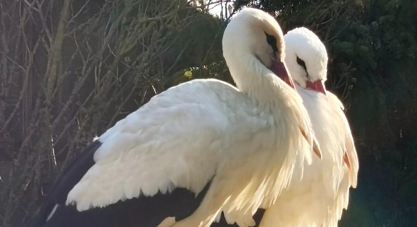 Elkezdődött a Tavaszi természetles - bárki csatlakozhat, ez kell hozzá