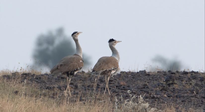 Ötven testőr vigyáz rá, ne menjen a közelébe!