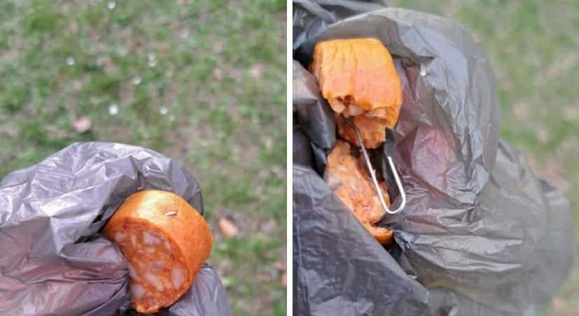 Visszatérő veszély Dunaújvárosban: ismét az állatok élete forog kockán