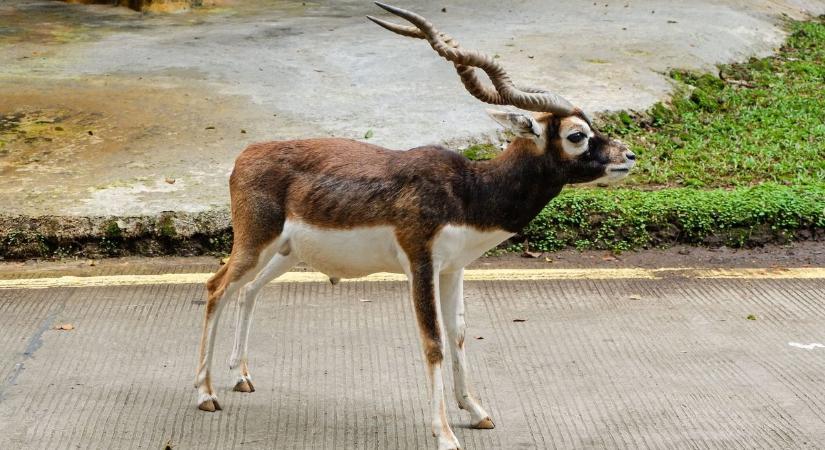 Kegyetlen bűntény történt a bécsi állatkertben
