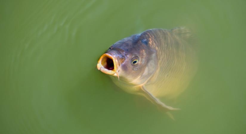 Kapitális halszörnyet fogtak a Balatonból, ilyet még nem láttál