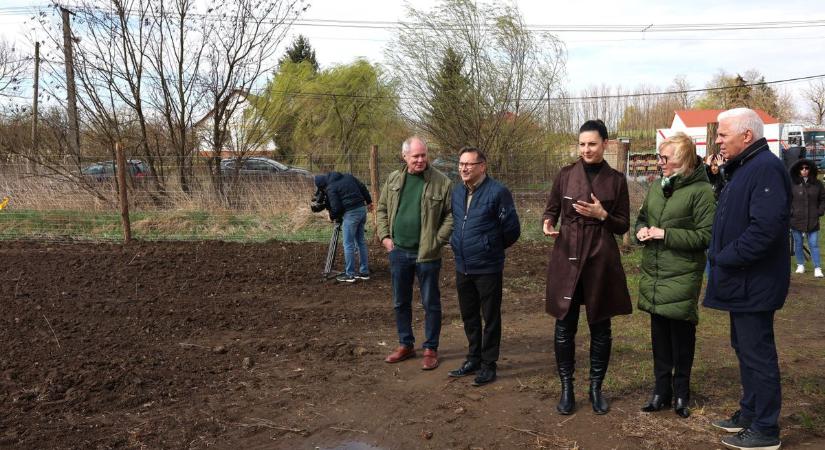 Hosszútávú beruházás – új erdőt telepítenek a városban (fotókkal)