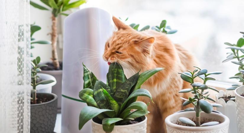 Van háziállatod? Ezek a szobanövények nem jelentenek veszélyt