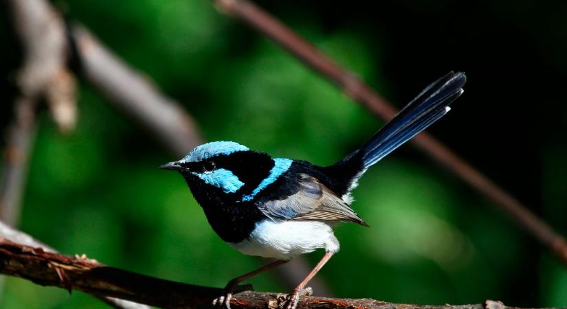 Eltűnhet ez a madárfaj a klímaváltozás miatt – és ez csak a kezdet