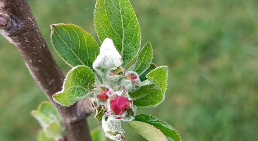 Növényvédelmi előrejelzés: fokozódó fertőzési nyomás és közelgő kártevőinvázió