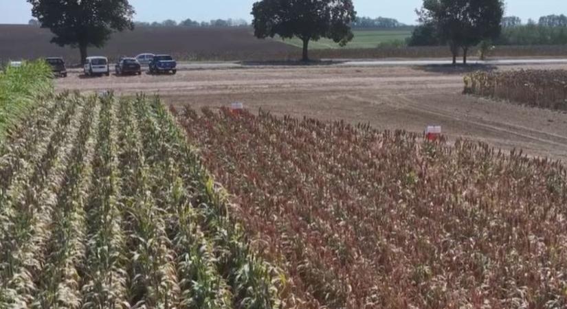 A kukorica már nem mindenhol biztos választás… de mi jöhet helyette?