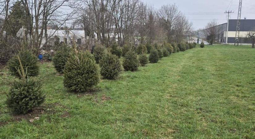 Új otthonra leltek a belváros karácsonyi fenyői