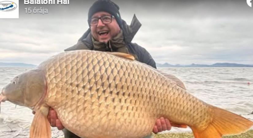 Óriáspontyot fogtak a Balatonban
