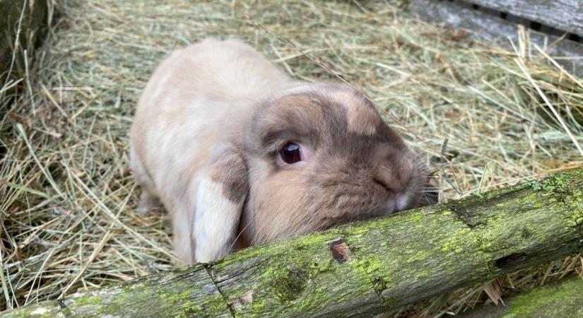 Nyuszis és más remek programokkal vár húsvétkor a Bakony