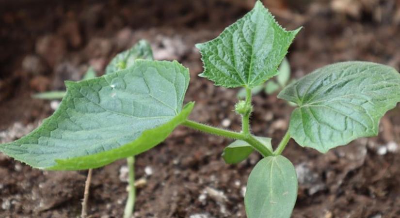 Uborka ültetése: mikor, hova és hogyan, hogy bőséges legyen a termés?