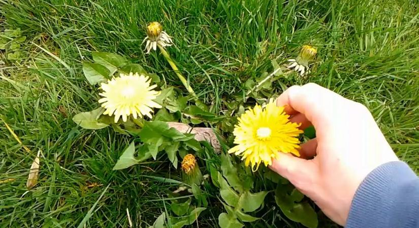 Tavasszal tele van a természet „ingyen kajával” – mégsem szedik a magyarok