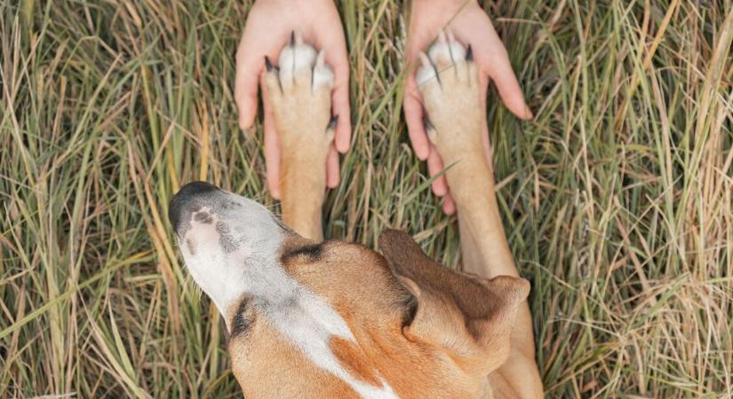 Mit jelent, ha a kutyád felteszi a mancsát rád? 6 különböző szándék ugyanazzal a mozdulattal