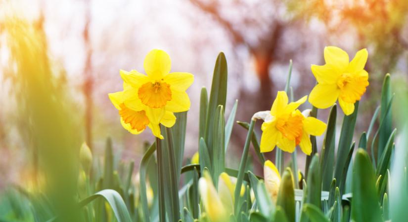 Ilyen időnk lesz húsvét hétvégén