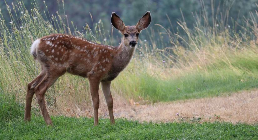 Egy különös módszer az erdőben: miért védi a gyapjú a facsemetéket?