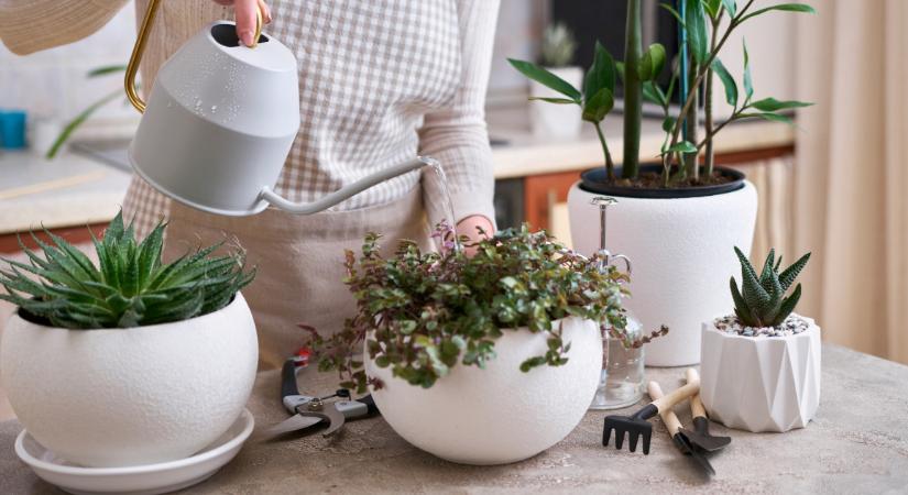 Víz helyett ezzel locsold a növényeidet: pár nap alatt újjáélednek a kókadt virágok