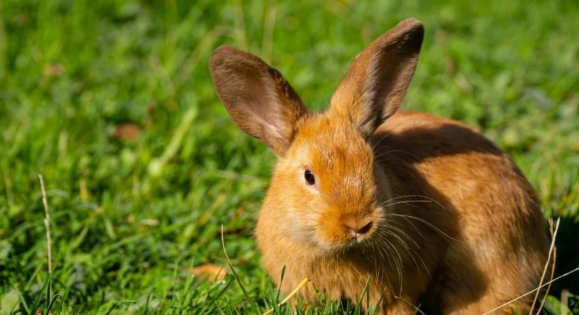 Nem tudod, hova menj húsvétkor? Ezek a magyar helyek most verhetetlenek