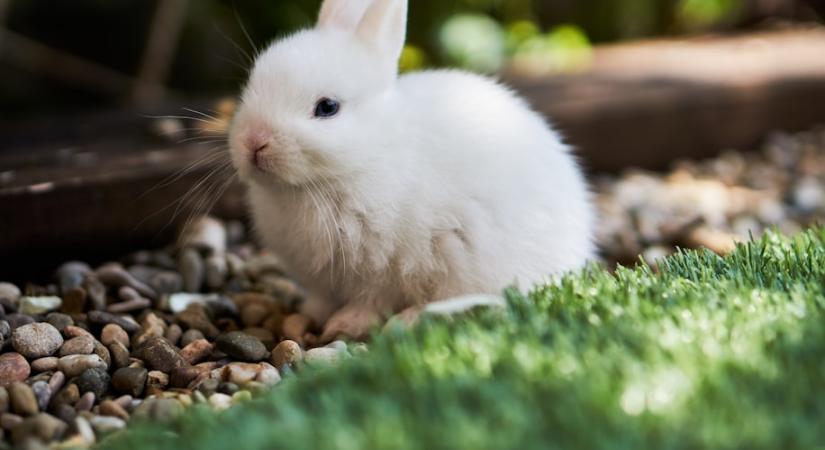 Élő nyúl húsvétra? Sok esetben ez egyszerűen állatkínzás