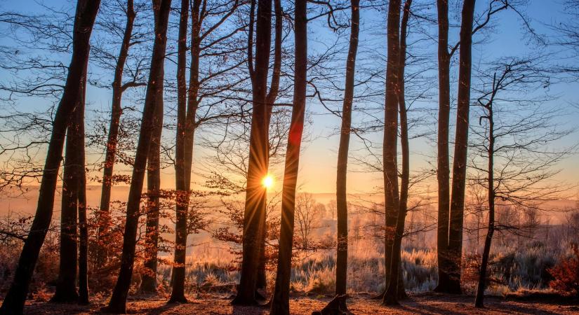 Újabb kérdések az erdőirtásmentes termékek kapcsán