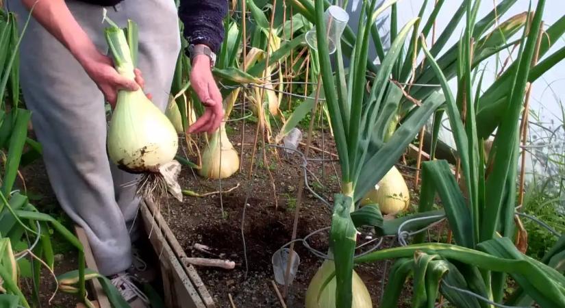 Felejtsd el a drága műtrágyát! Ez a filléres házi oldattal rekordméretű hagymákat varázsolhatsz