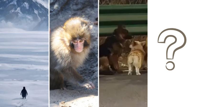 Egyre több állatos történet terjed az interneten, mintha mintát követnének