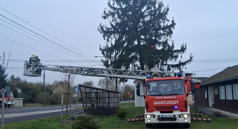 A vihar Magyarszecsődöt sem kerülte el - veszélyesen megdőlt egy fenyő!