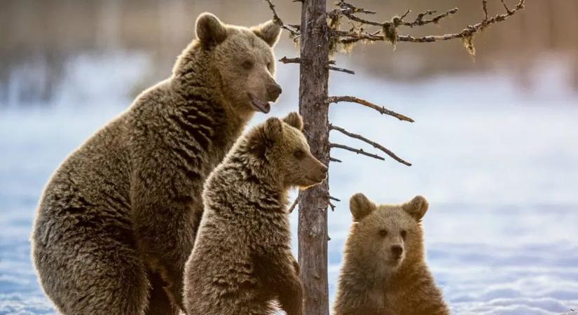 Szeptember óta egy zöld hónapja volt a bitcoinnak, az sem éri el a 2%-ot