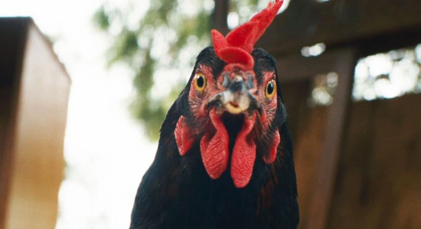 Finoman szólva is borsot tört az illegális migránsok orra alá egy mezei tyúk