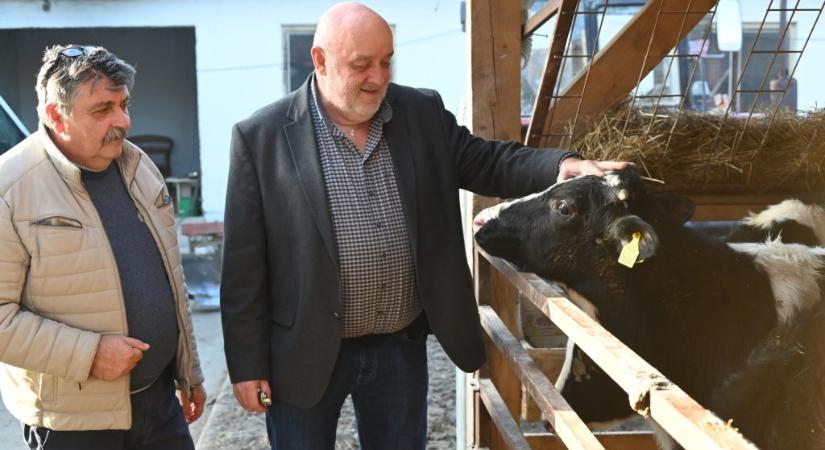 Trágya alá dugott állattetemek és a borjúbiznisz egy kis szatmári falu fideszes polgármesterénél