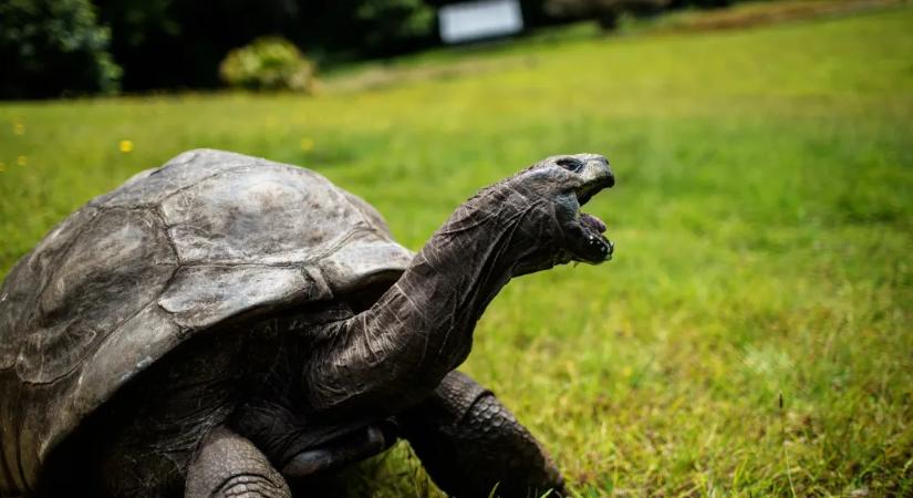 Álhír volt, hogy elpusztult a világ legidősebb szárazföldi állata, Jonathan, a teknős