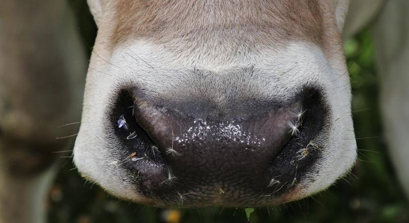 Indul a nemzeti tejtámogatás kifizetése