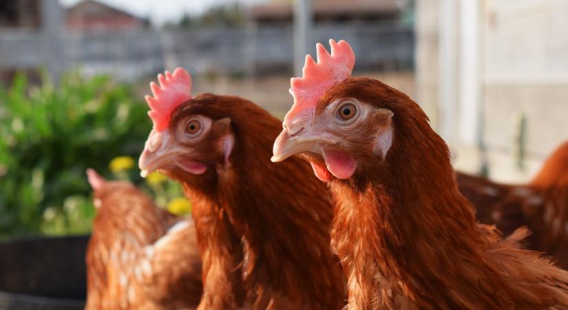 Tyúkok, amik letarolják az internetet: indul az év legcukibb vidéki versenye