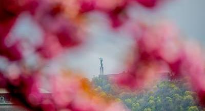 Magyar szakura – 8 helyszín, ahol gyönyörködhetünk a cseresznyevirágzásban