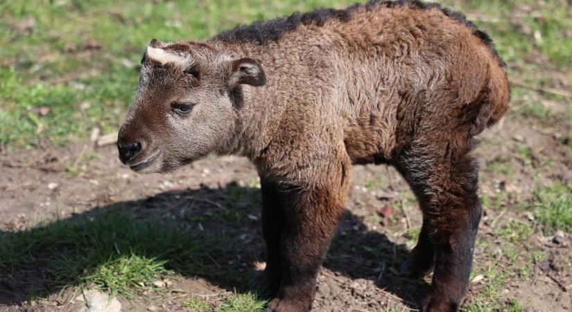 Ritka takinborjú született a pozsonyi állatkertben