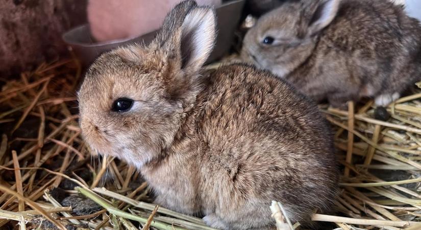 A hét hirdetése: húsvéti nyuszi, felelősen – visszafogadással is