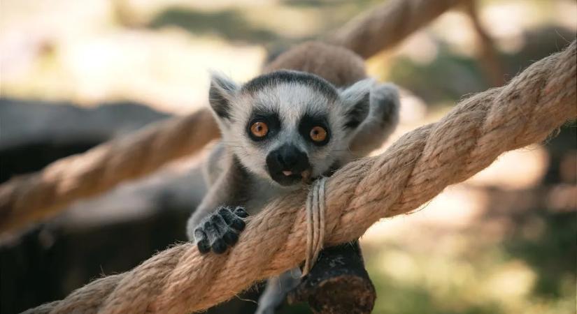 Szenzáció a magyar szafari parkban: maki ikrek születtek – videó