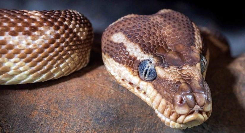 Mérges kígyók Zalában, akár az emberre is veszélyesek lehetnek