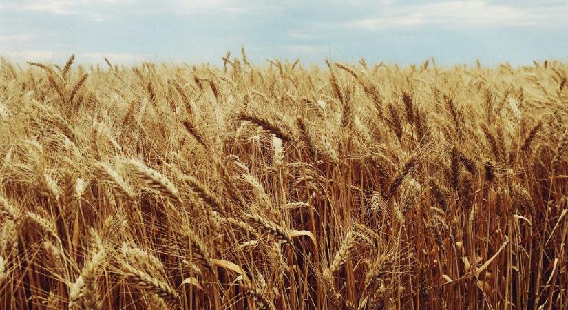 Az olcsó ukrán termények nehéz helyzetbe hozhatják a magyar gazdákat
