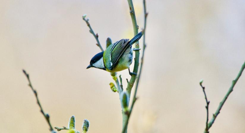 Kedvez a szabadba tervezett programoknak a hosszú hétvége időjárása