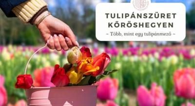 Tulipánszüret Kőröshegyen