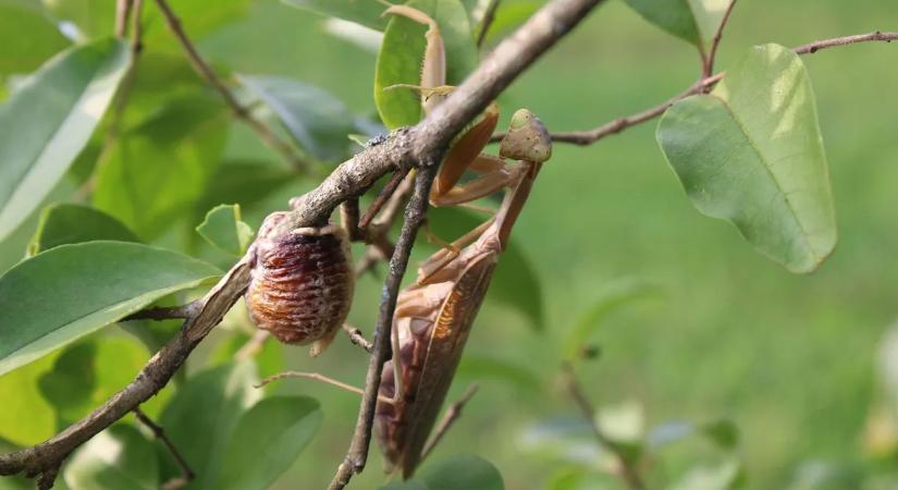 Pánik: gyíkokat faló óriásrovarok özönlötték el Európát