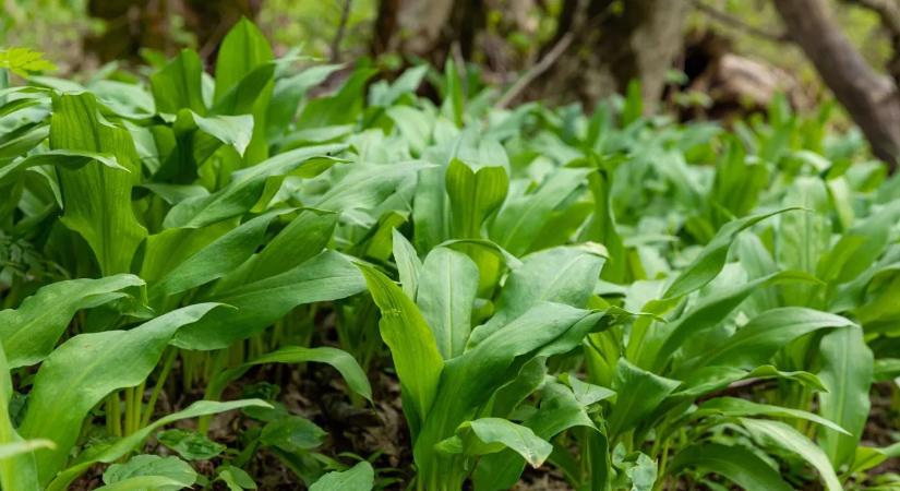 Medvehagyma vagy gyöngyvirág? Ezt ellenőrizd a szedés előtt – videó