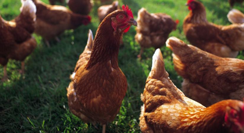 Nyugaton már tombol a brutális vírus: hiába a vakcina, ide is betörhet